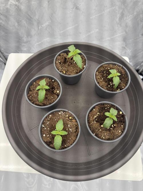 Trainwreck feminzed [1st round]. Week 0