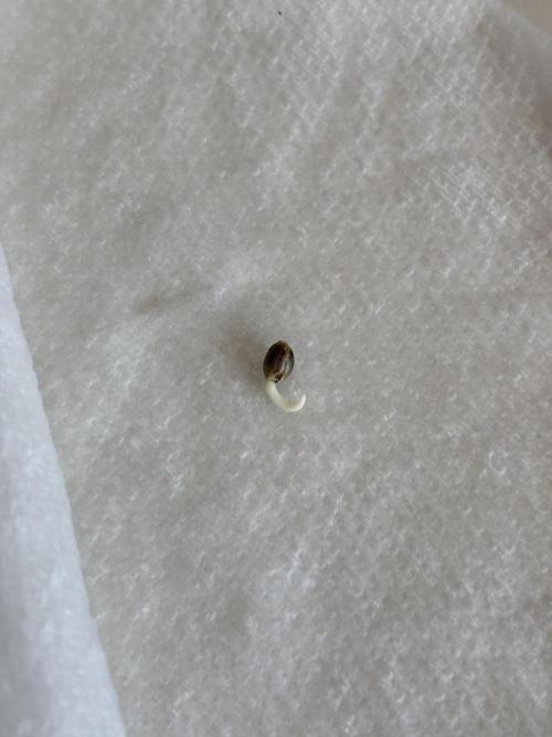 Sour Moose- Grow #3. Week 0 - soaked for 24 hrs in h20 (1% h202) then moved to moist paper towel.  