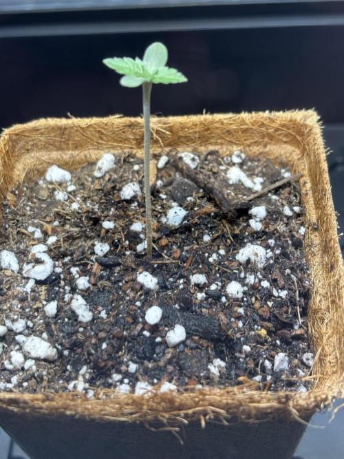 Sour Moose- Grow #3. Week 0 - Day 4-sprouted! 
