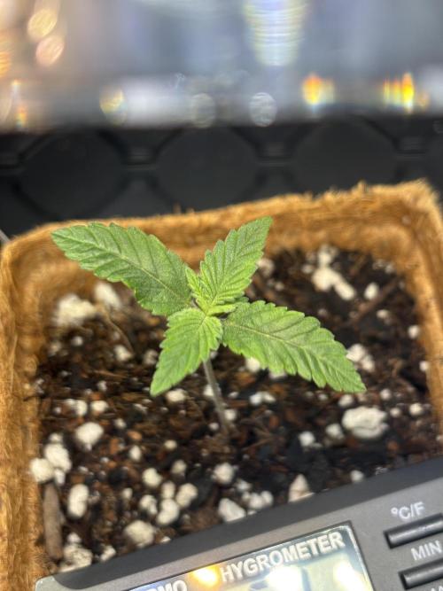 Sour Moose- Grow #3. Week 2
