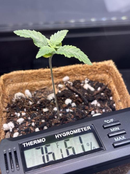 Sour Moose- Grow #3. Week 2