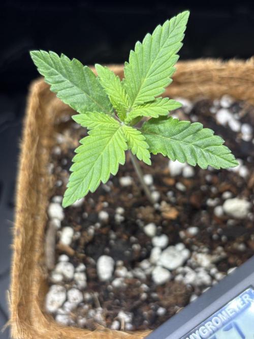 Sour Moose- Grow #3. Week 3