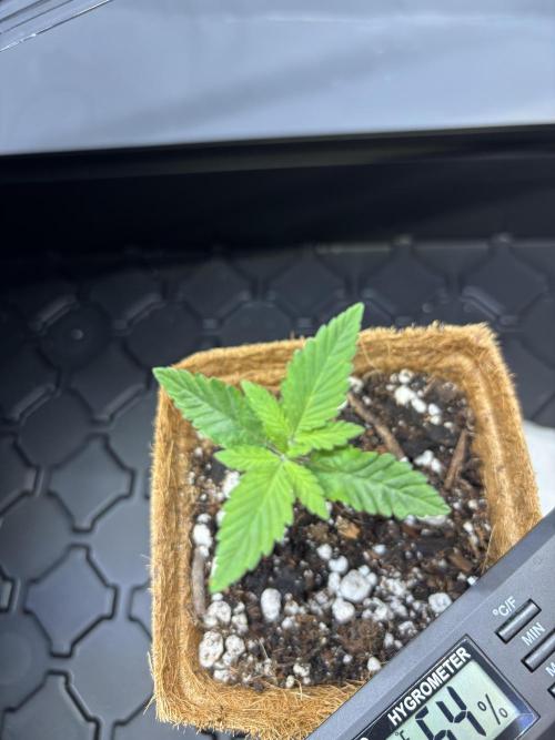 Sour Moose- Grow #3. Week 3