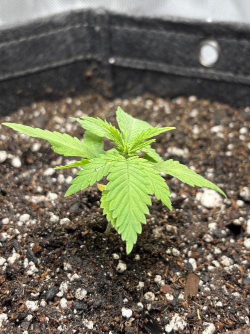 Sour Moose- Grow #3. Week 4