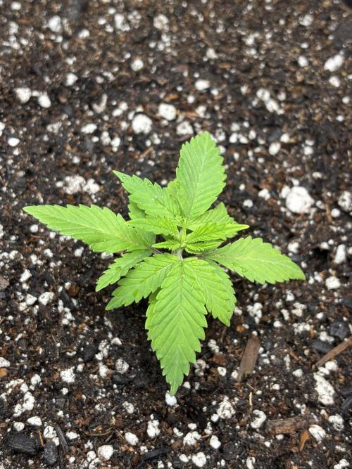 Sour Moose- Grow #3. Week 4