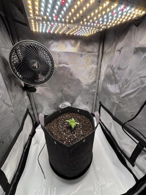 Sour Moose- Grow #3. Week 4 - transplanted into a 5 gallon fabric pot and buried the stem a bit