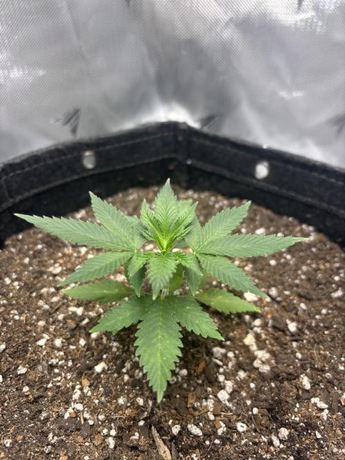 Sour Moose- Grow #3. Week 5