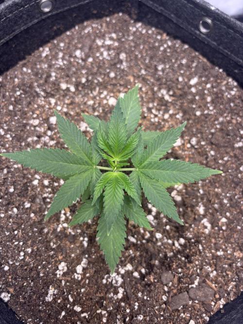 Sour Moose- Grow #3. Week 5