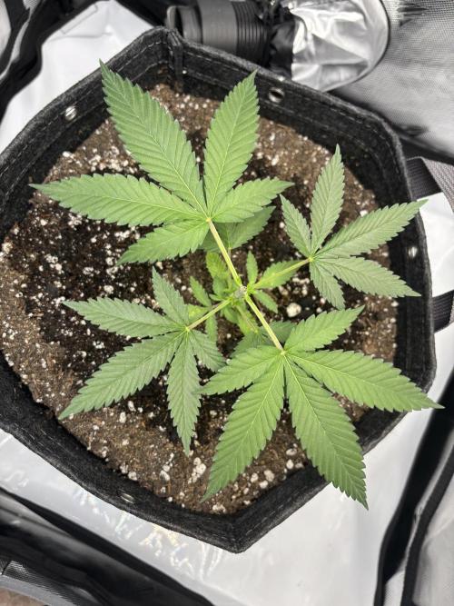 Sour Moose- Grow #3. Week 6