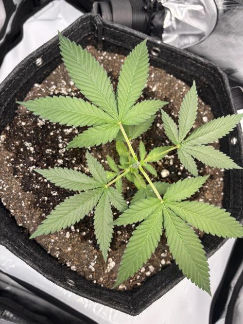 Sour Moose- Grow #3. Week 6