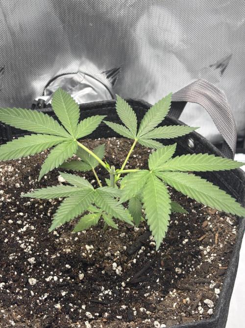 Sour Moose- Grow #3. Week 6