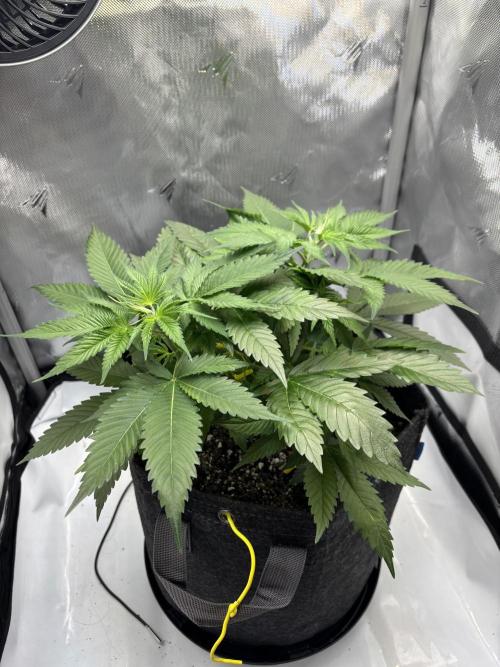 Sour Moose- Grow #3. Week 7