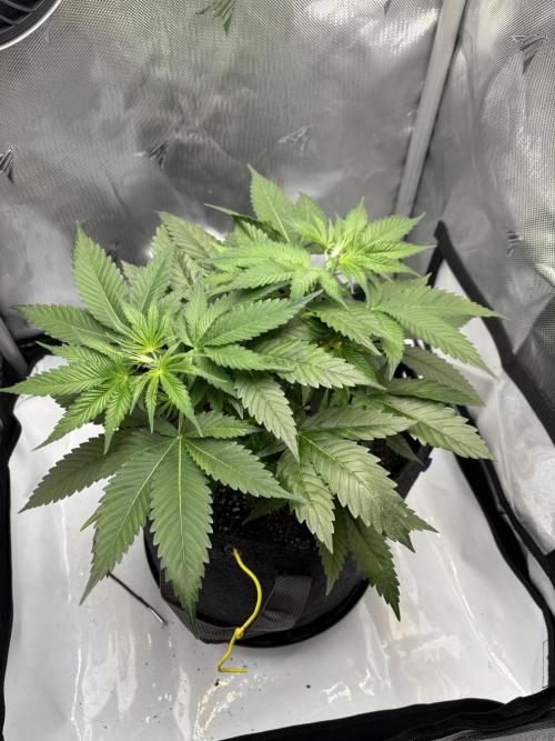 Sour Moose- Grow #3. Week 7