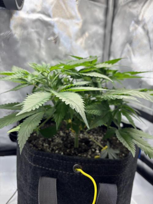Sour Moose- Grow #3. Week 7