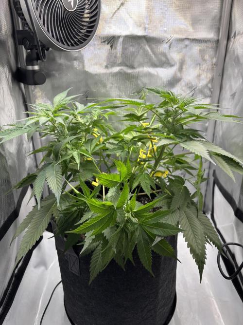 Sour Moose- Grow #3. Week 8