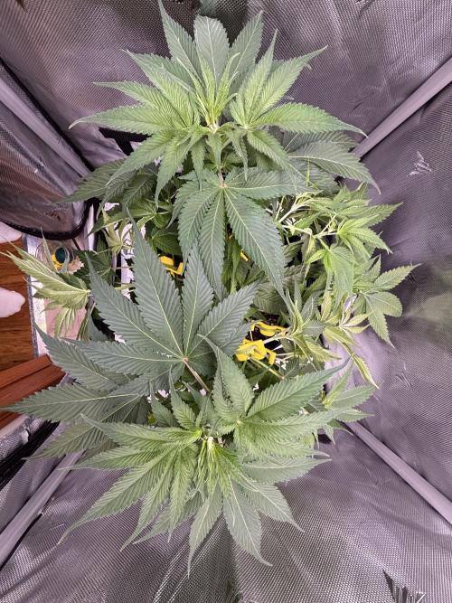 Sour Moose- Grow #3. Week 8