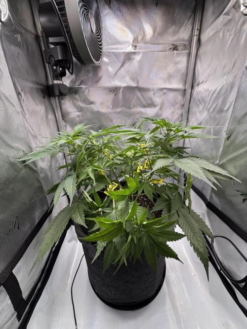 Sour Moose. Week 8