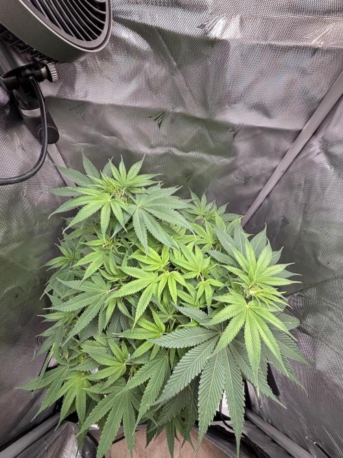 Sour Moose- Grow #3. Week 9