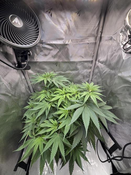 Sour Moose. Week 9
