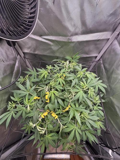 Sour Moose- Grow #3. Week 12