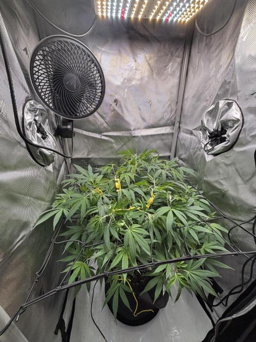 Sour Moose- Grow #3. Week 12