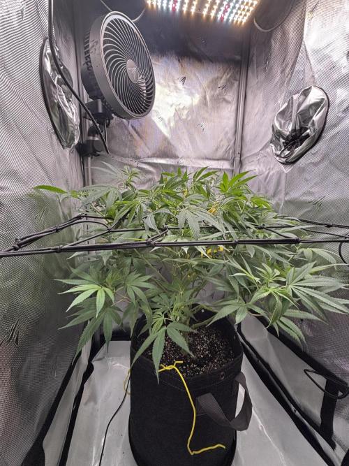 Sour Moose. Week 12