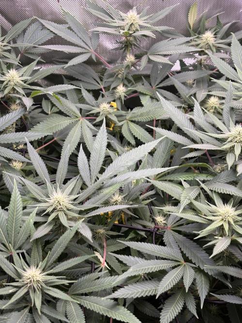 Sour Moose- Grow #3. Week 15