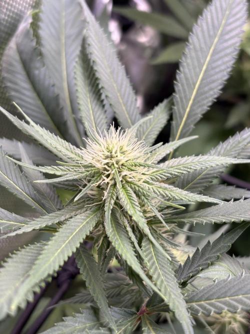 Sour Moose- Grow #3. Week 15