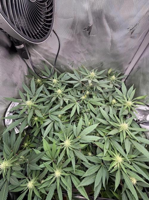 Sour Moose- Grow #3. Week 15