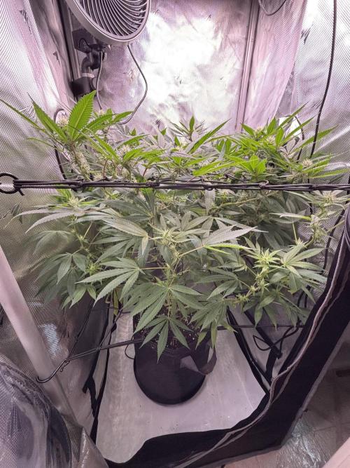 Sour Moose- Grow #3. Week 15