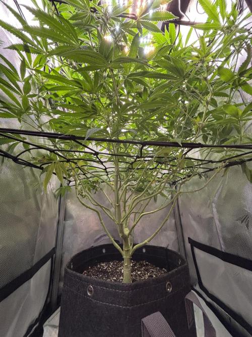 Sour Moose- Grow #3. Week 15