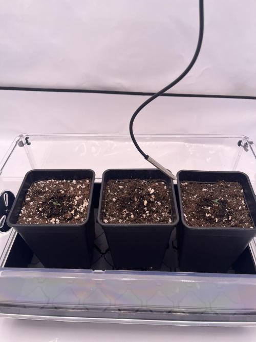 Polar Gelato 🍧. Week 0