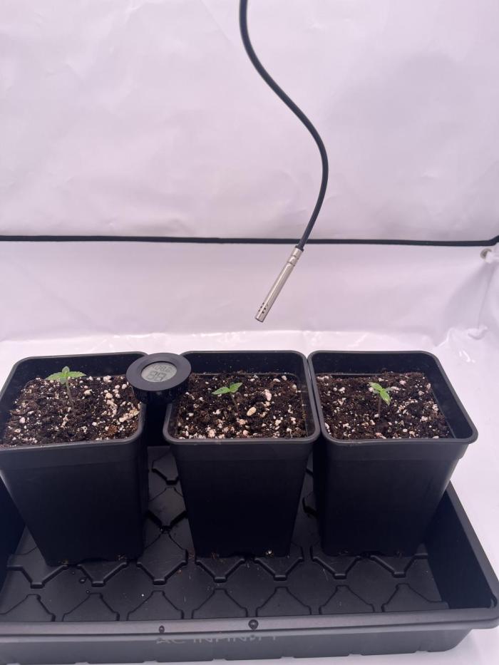 Polar Gelato 🍧. Week 1