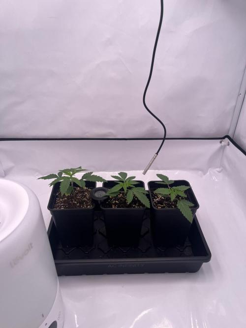 Polar Gelato 🍧. Week 2