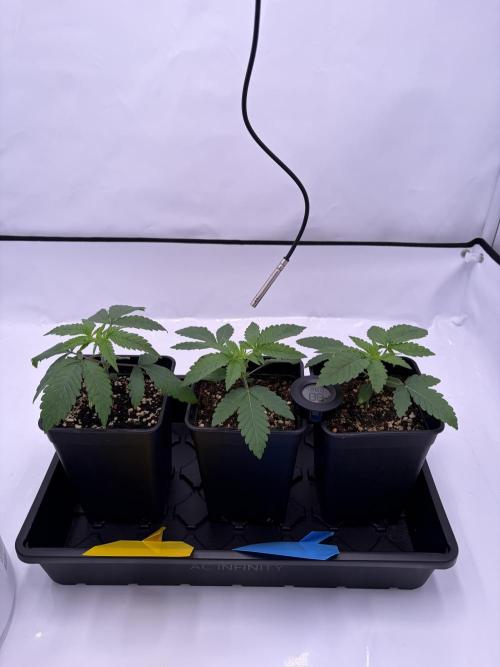 Polar Gelato 🍧. Week 2
