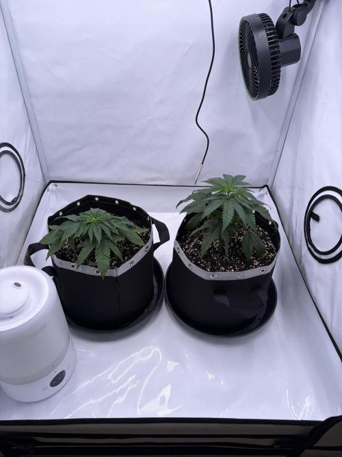 Polar Gelato 🍧. Week 3 - 
