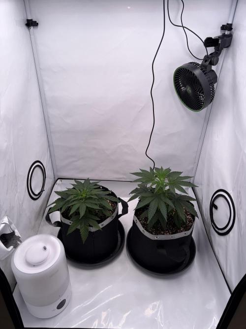 Polar Gelato 🍧. Week 3