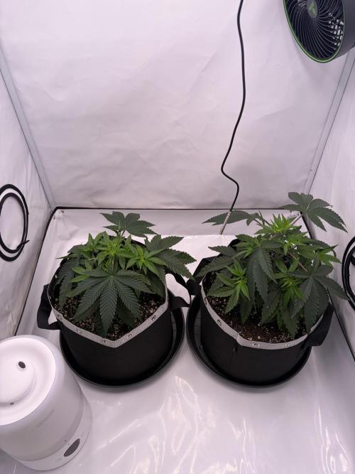 Polar Gelato 🍧. Week 4