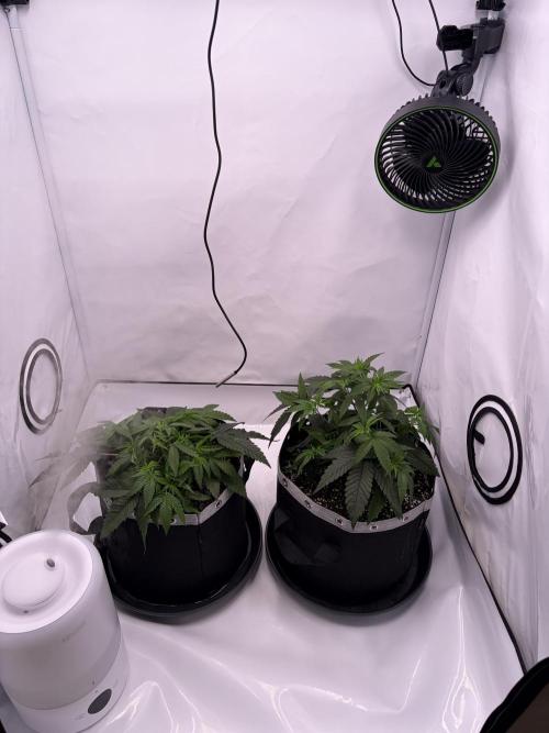 Polar Gelato 🍧. Week 4