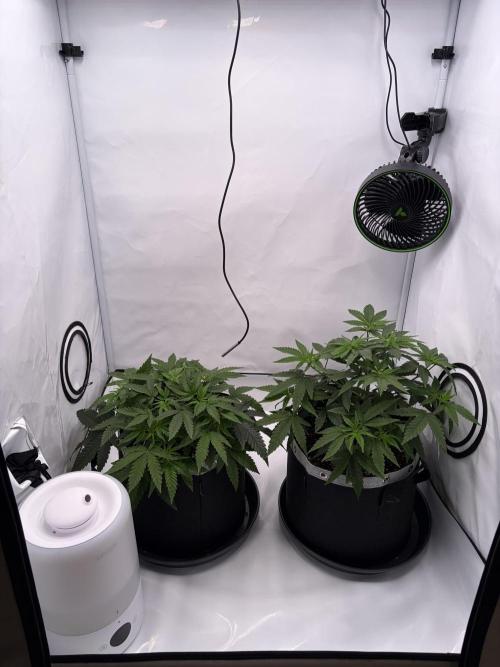Polar Gelato 🍧. Week 5