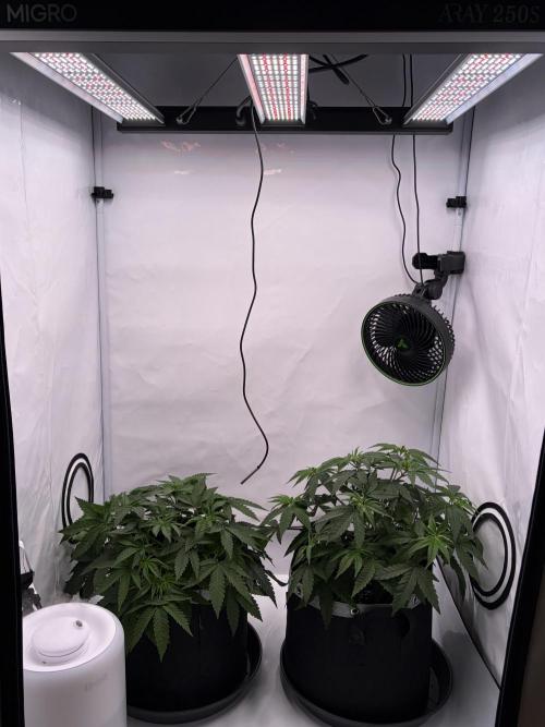 Polar Gelato 🍧. Week 5