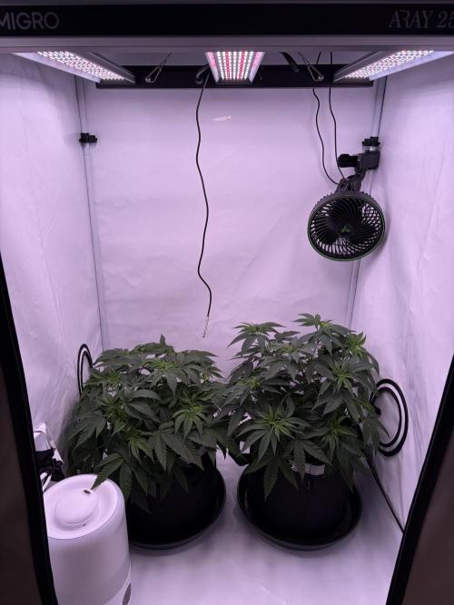 Polar Gelato 🍧. Week 6