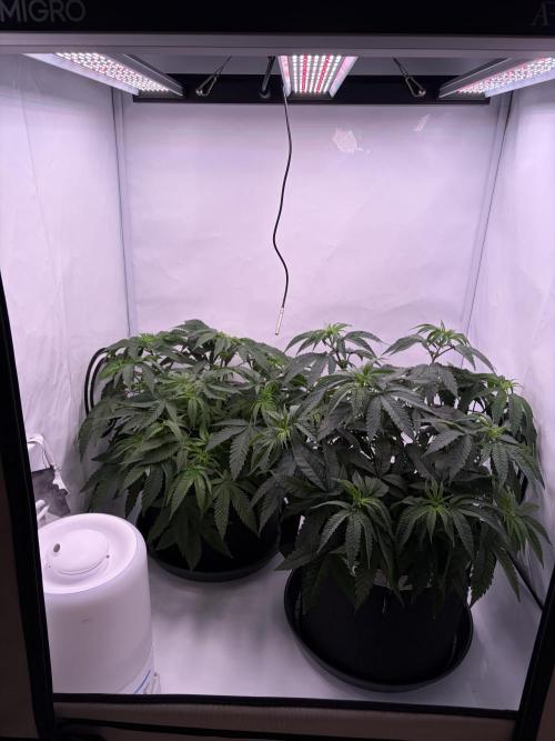Ambient Q80+. Week 6