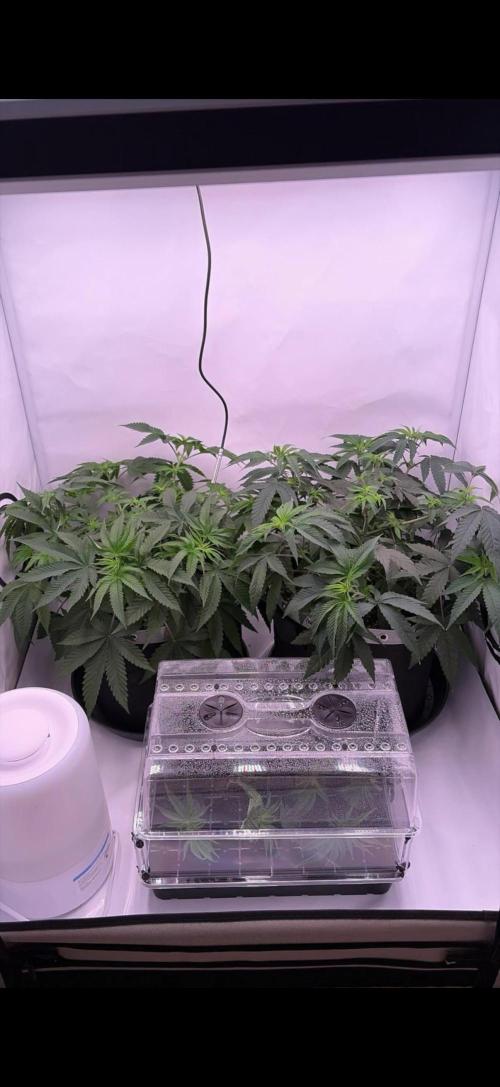 Ambient Q80+. Week 7