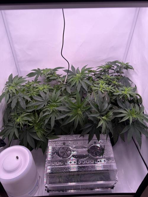 Ambient Q80+. Week 7