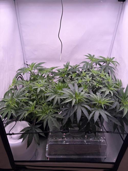 Ambient Q80+. Week 8