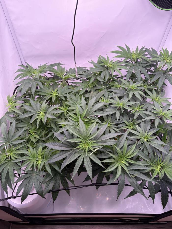 Polar Gelato 🍧. Week 9