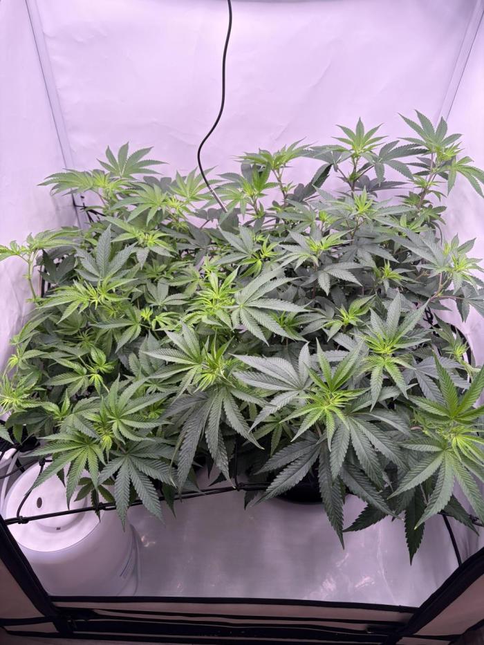 Polar Gelato 🍧. Week 10