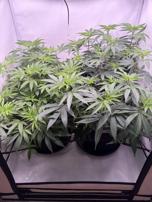 Polar Gelato 🍧. Week 10