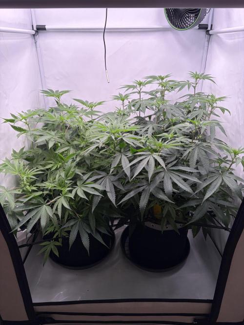 Polar Gelato 🍧. Week 11